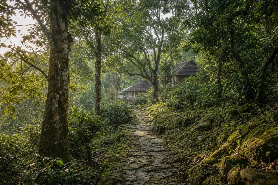 Jingmai Mountain and Yunnan's Living Tea Landscape - Real Puerh Tea