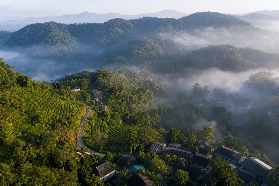 Xishuangbanna Tea Regions: Menghai, Yiwu, and Beyond - Real Puerh Tea